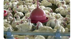 China suspende compra de frango por 60 dias após 1º caso de gripe aviária no Brasil