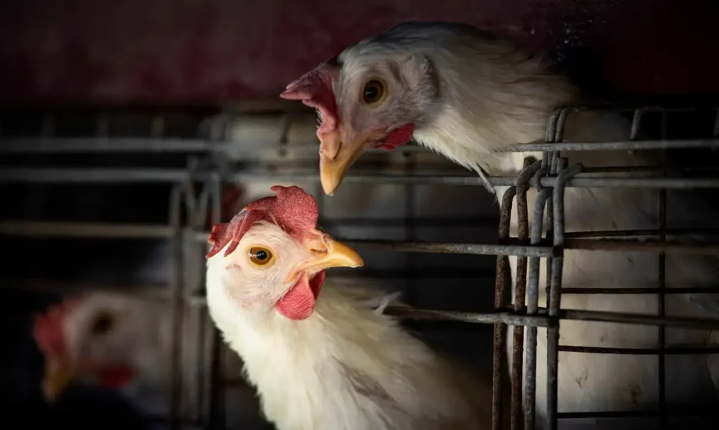 Brasil tem mais duas suspeitas de gripe aviária em SC e TO