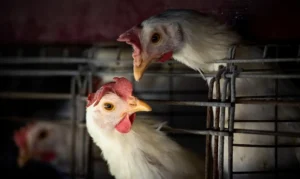 Brasil tem mais duas suspeitas de gripe aviária em SC e TO