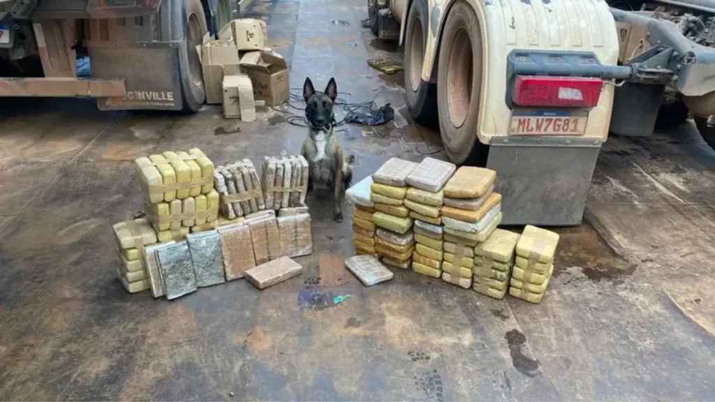 Ísis, a cadela da PM que fareja o tráfico de droga na Amazônia