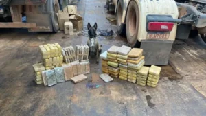 Ísis, a cadela da PM que fareja o tráfico de droga na Amazônia