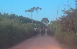 Quadrilha rende funcionários de fazenda e rouba cinco carretas de gado