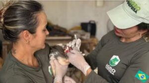 Gripe aviária: Goiás decreta situação de emergência zoossanitária preventiva