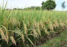 Cultivo de arroz e feijão para de cair no Brasil após 16 anos