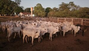 Mais de 60 cabeças de gado avaliadas em R$ 170 mil são recuperadas após denúncia de furto em fazenda, diz polícia