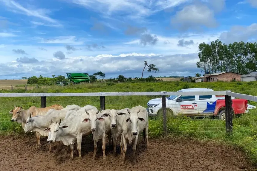 Adepará prorroga prazo para atualização cadastral de animais