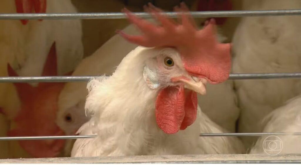 MT decreta emergência zoossanitária após caso de gripe aviária