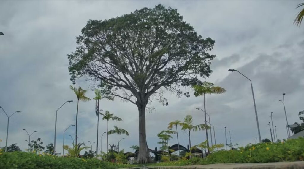 Pará adota lei que cria piso mínimo de investimentos na gestão ambiental