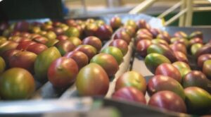 Tarifaço coloca em risco 77 mil toneladas de frutas brasileiras que aguardam exportação