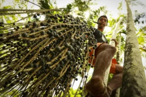 Maior exportador de açaí, Pará pode perder 300 mil empregos