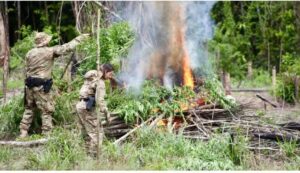 Operação destrói 120 mil pés de maconha em áreas de floresta de difícil acesso