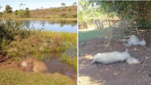 Em GO, pecuarista é indiciada pela morte de mais de 100 bovinos e abandono de mais de 200 animais
