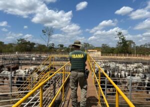 Ibama apreende gado em São Félix do Xingu