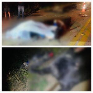 Vaca provoca acidente fatal na PA 279 no sul do Pará