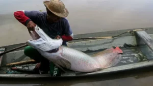 Cidades sem produção de peixe têm 49 mil supostos pescadores, aponta TCU