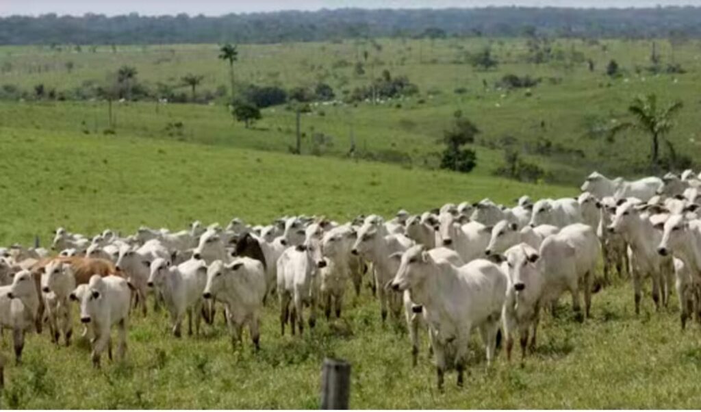 São Félix do Xingu continua sendo o município maior produtor de gado do Brasil