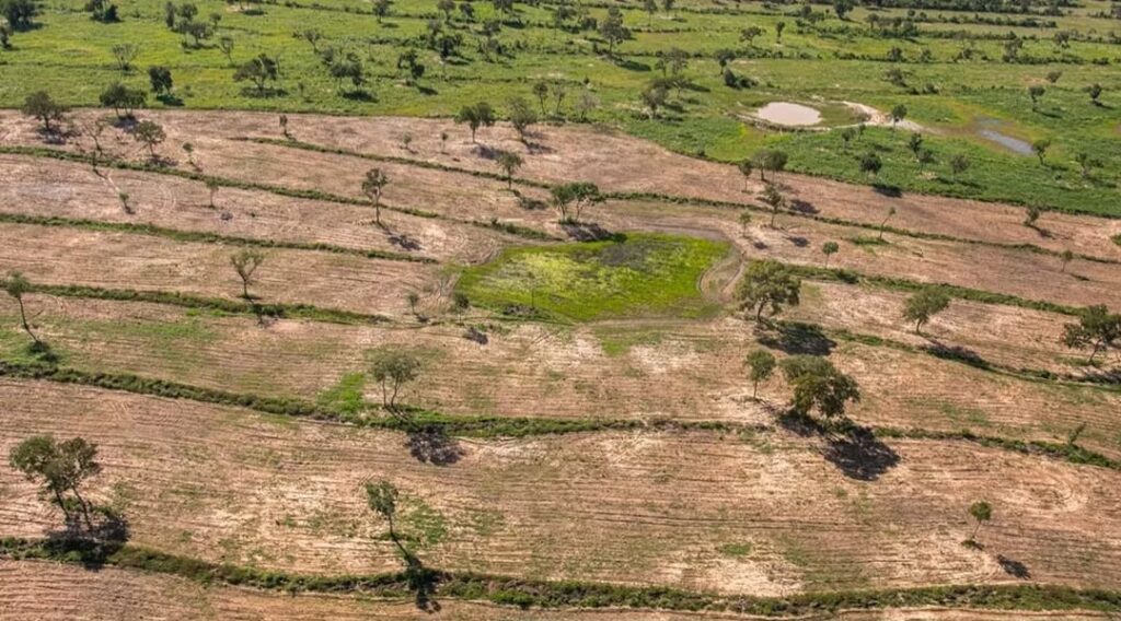 Agropecuária pressiona desmatamento na Amazônia e MT perde 26% de vegetação nativa, diz MapBiomas