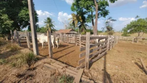 PM recupera gado furtado em fazenda no Pará