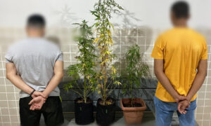 “Não sei o que é, nasceu aí!”, era plantação de maconha no quintal de casa