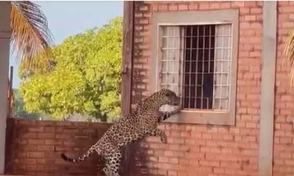Onça-pintada tenta entrar em sede de fazenda no Tocantins e surpreende trabalhadores