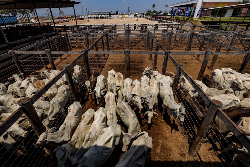 Pará realiza primeira exportação de carne bovina com rastreabilidade individual