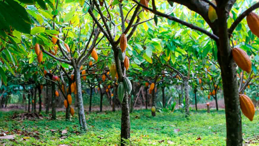 Café, vinho e chocolate podem se tornar artigos de luxo