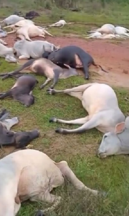 Raio atinge fazenda e mata rebanho em Trairão
