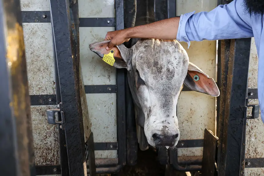 Bovinos e bubalinos só poderão transitar no Pará mediante identificação individual obrigatória