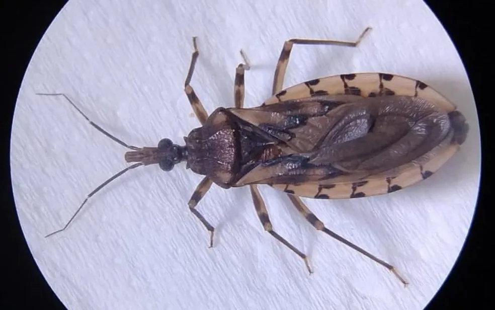 Doença de chagas em Ananindeua: mortes em 2026 já superam últimos 5 anos