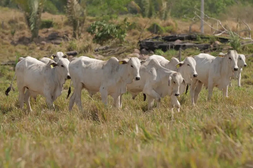 Brasil assume liderança mundial na produção de carne bovina
