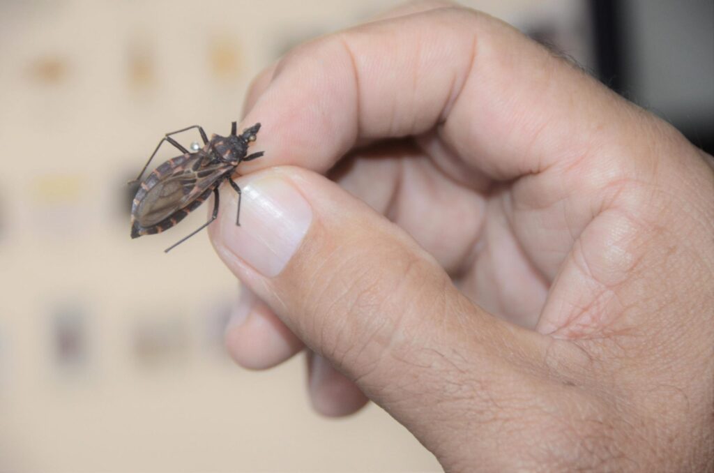 Ananindeua confirma 37 casos e três mortes por doença de Chagas