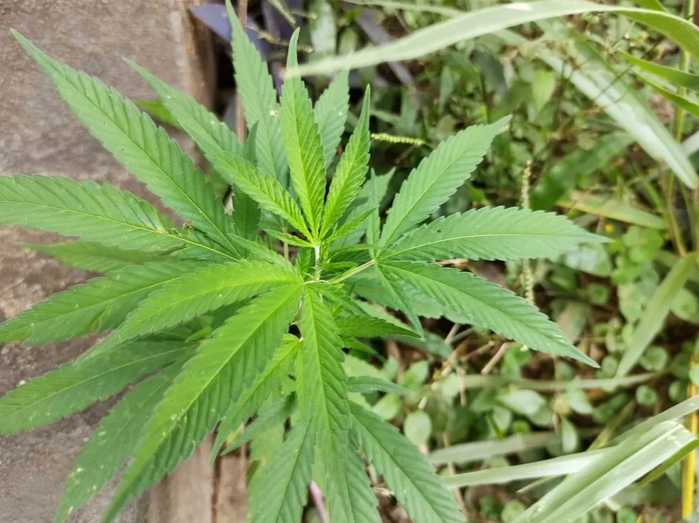 PM destrói plantação com cerca de 3 mil pés de maconha dentro de mata