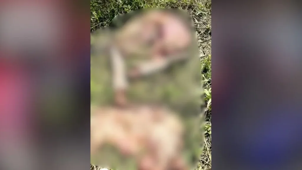 Polícia investiga onda de roubos e abate clandestino de gado em Santana do Araguaia