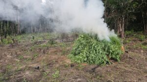 Plantação de maconha com 30 mil pés é descoberta em área de mata em São Domingos do Capim