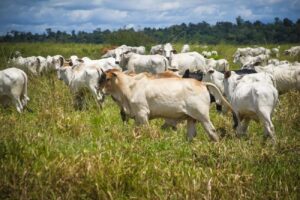 Adepará inicia campanha de atualização cadastral para rebanhos de todas as espécies