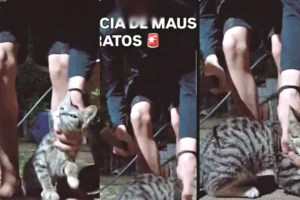 Adolescente de Marabá esquartejava e queimava gatos em live via redes sociais