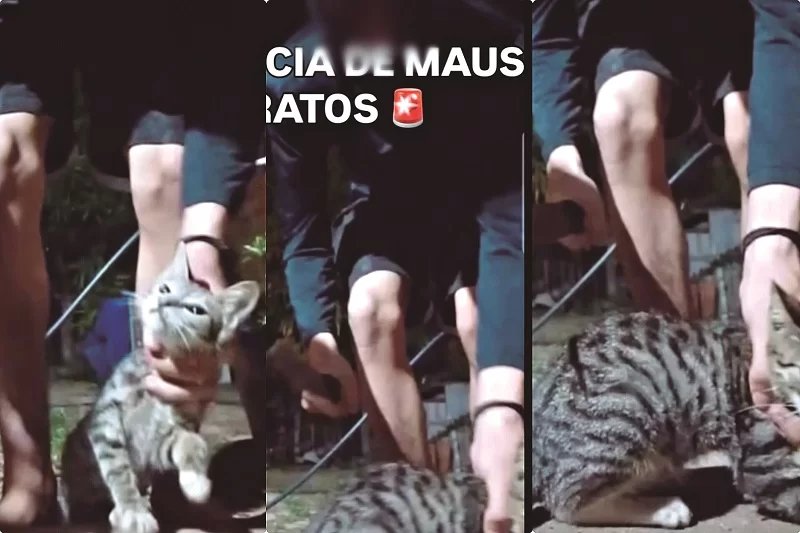 Adolescente de Marabá esquartejava e queimava gatos em live via redes sociais