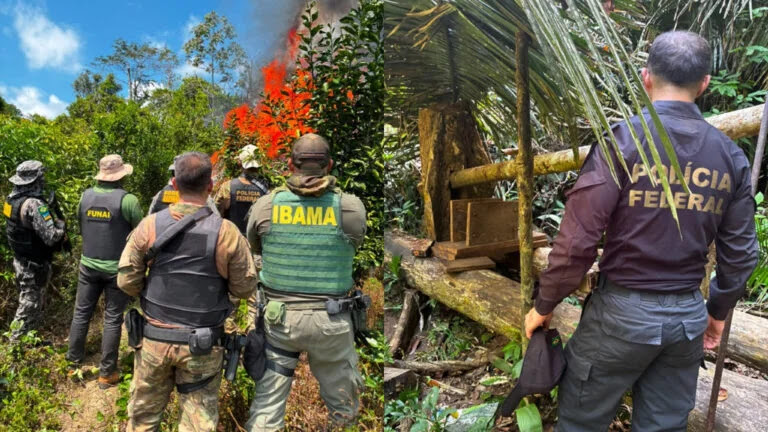 PF destrói plantação de maconha na terra Apyterewa