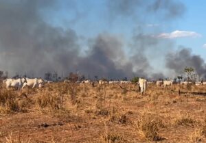 Incêndio que já dura três dias avança por áreas rurais e faz gado fugir